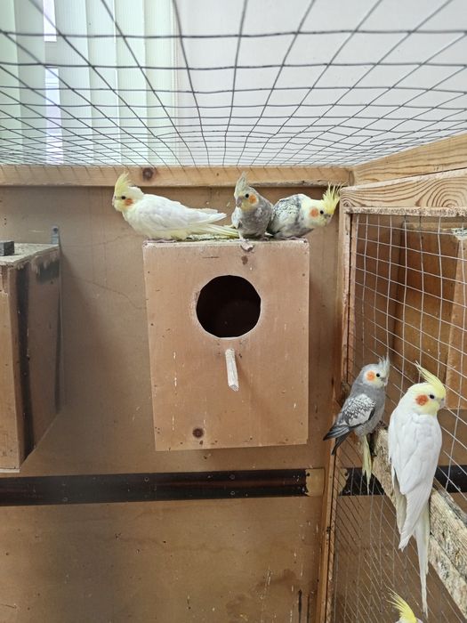 Папугай карелла Продам