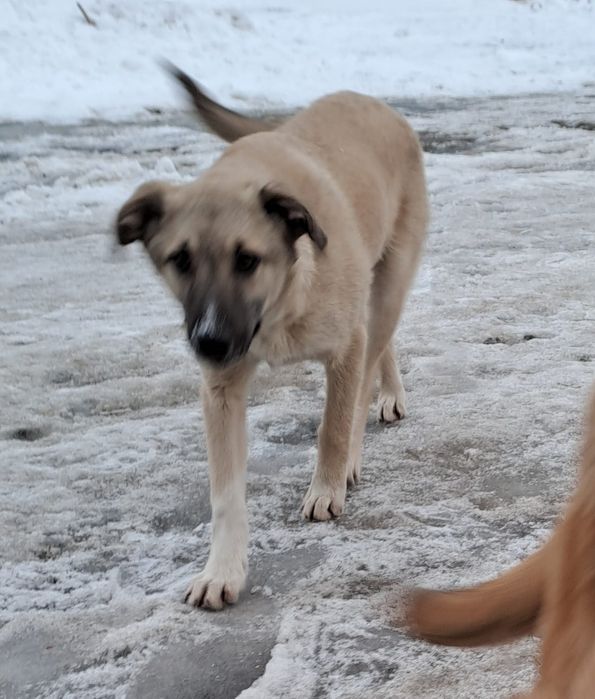 Срочно щенки ищут добрые руки!