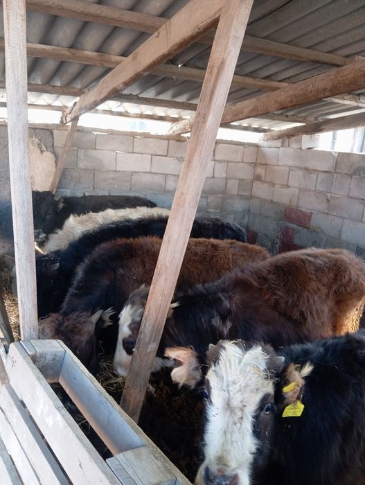 Продам бычков домашних