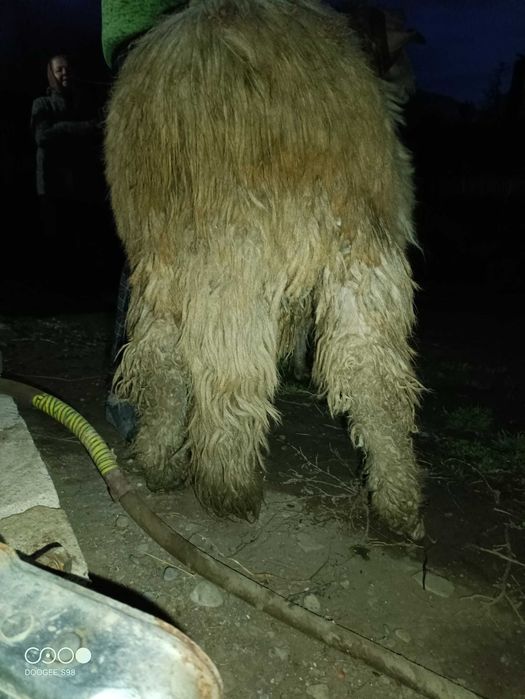 Berbecuț băl din fevruarie de vânzare sau schimb cu berbecuț/oaie