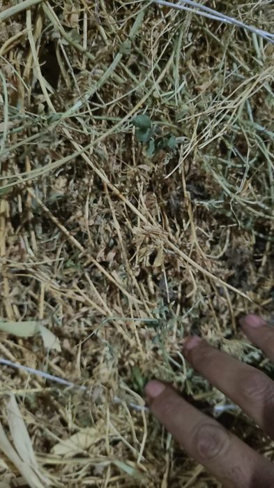 Сена люцерна в рулонах