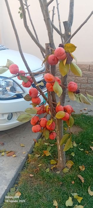 Archa kesish dorishlash