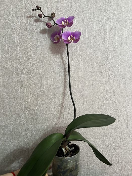 Фаленопсисы адаптированные взрослые