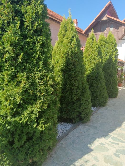 Când ce se vede în anunț