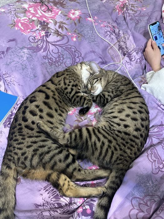 Отдам в добрые руки