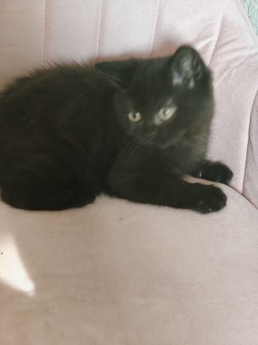 Чистопородный Британский кот