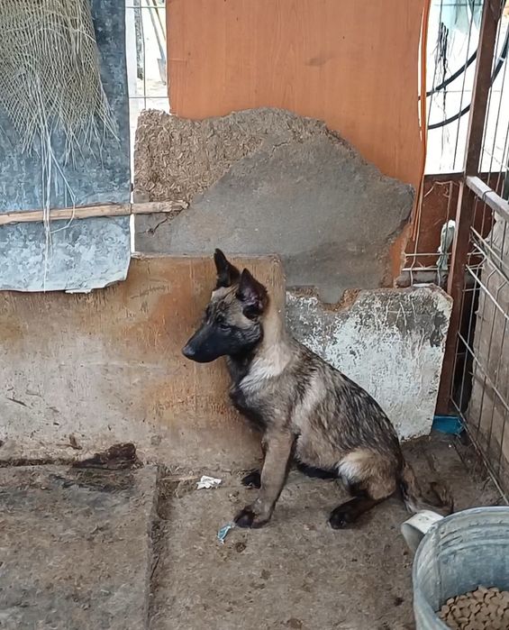 Ciobanesc Belgian Malinois