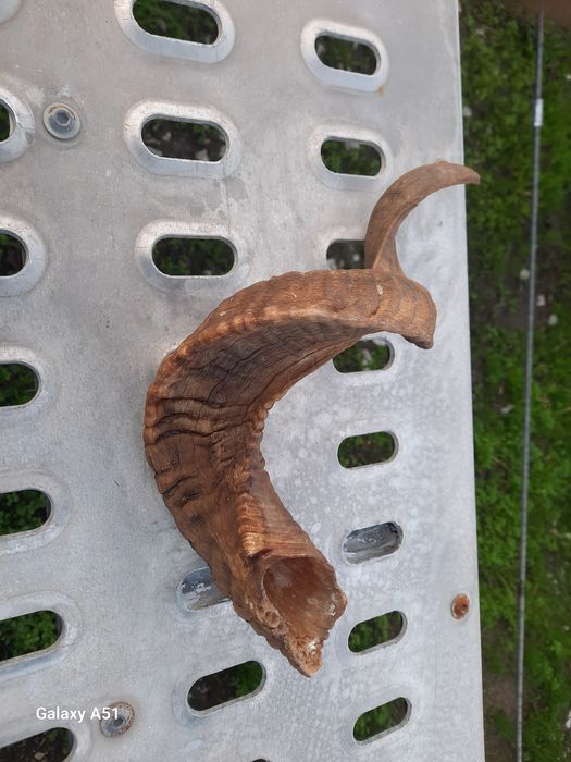 Рог от МУФЛОН. 1 брой