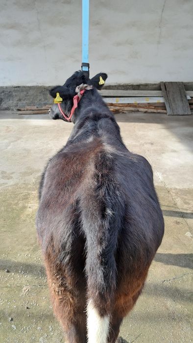 Рассийский Бугоз Гунажин