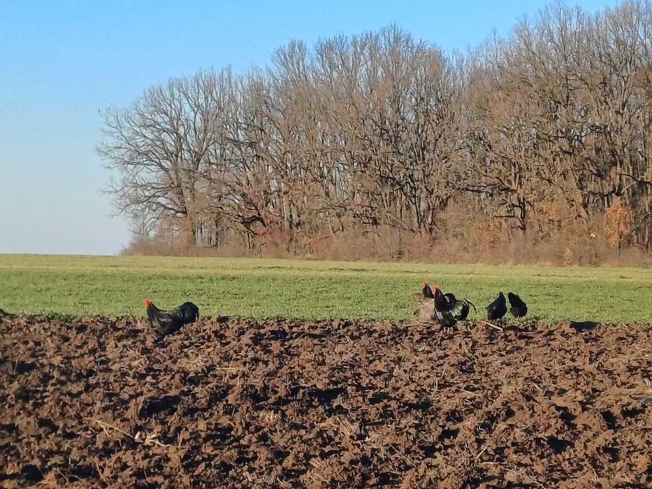 Vand oua  de gaini Australorp, pentru incubatie sau consum bio.