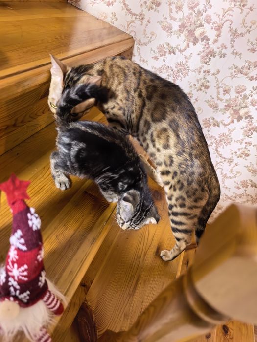 Девочка вислоушка