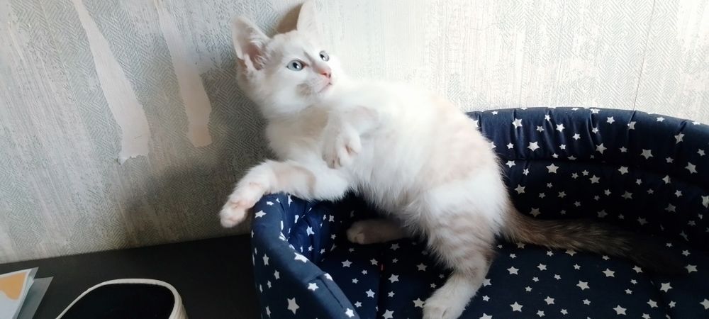 Милый котёнок ищет семью!