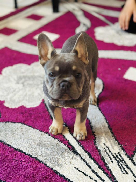 Френски булдог майка