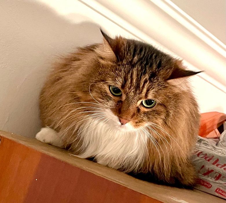 Домашние кошечки