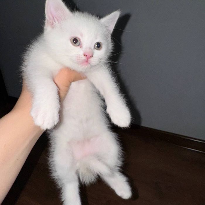 Mushuk bolachalari sotiladi