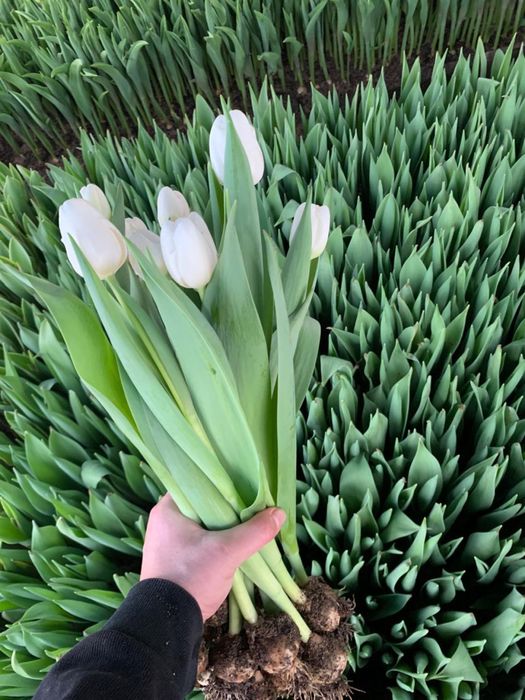 Тюльпаны оптом и врозницу