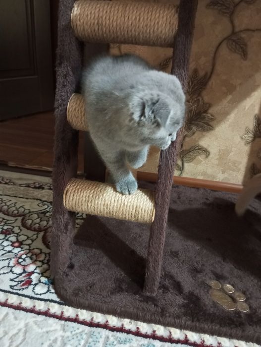 Продаются котята: порода Скотиш Фолд.