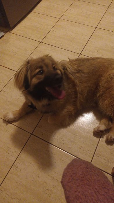 Donez catelusa 8 luni, talie medie