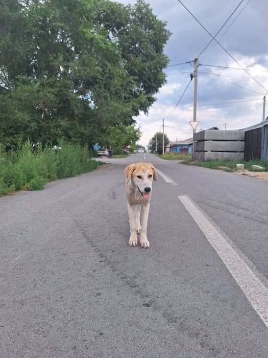 Щенок в добрые руки