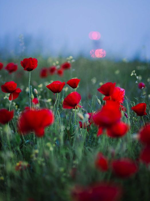 7 Artisans 55mm F1.4 montura micro four thirds Olympus/ Panasonic