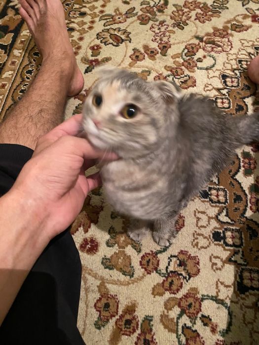 шотландская выслоухая