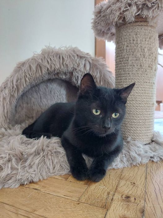 Подарявам малко черно женско коте с ваксини и осигурена кастрация
