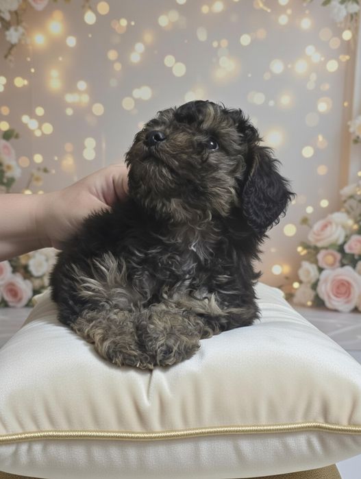 Карликовый пудель