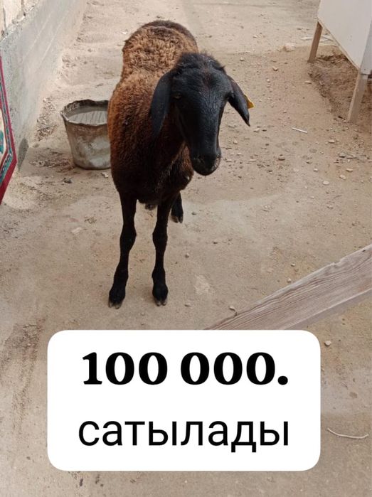 Қой сатылады срочно