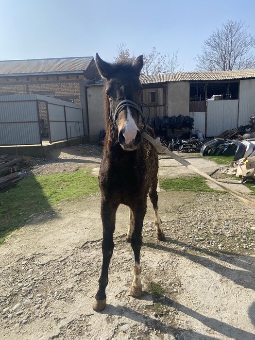 Тай сатылады 10айлык