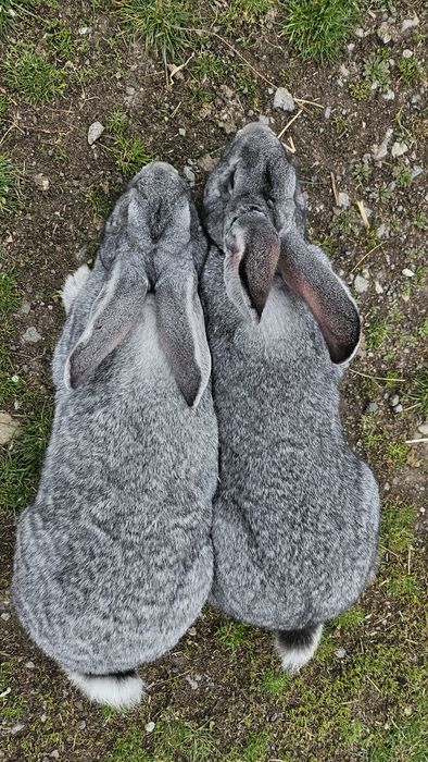 Vând o pereche de uriaș german gri