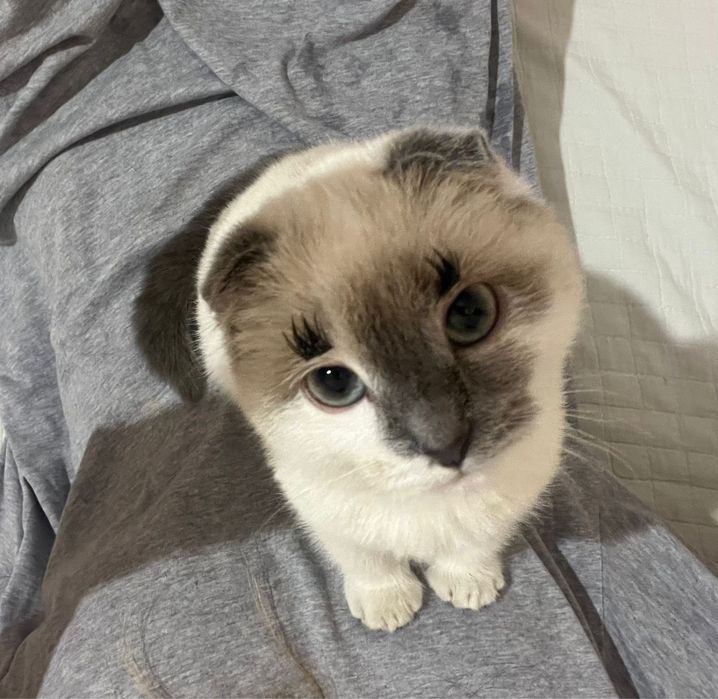 Продам шатландскую кошку