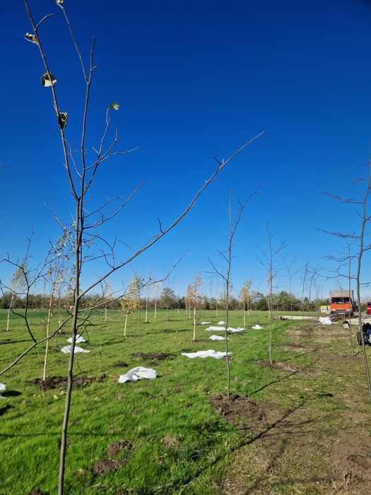Copaci de umbra orice mărime
