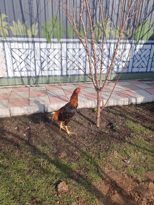 Петух дакан для боя