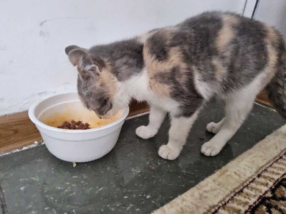 Мысыққа жақсы адам іздейміз