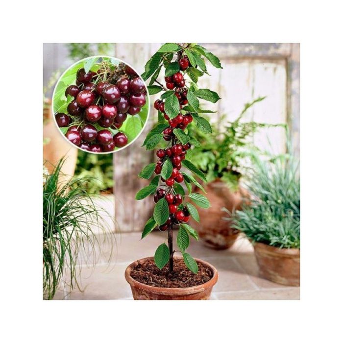 Pomi Fructiferi Columnari ( CIRES)