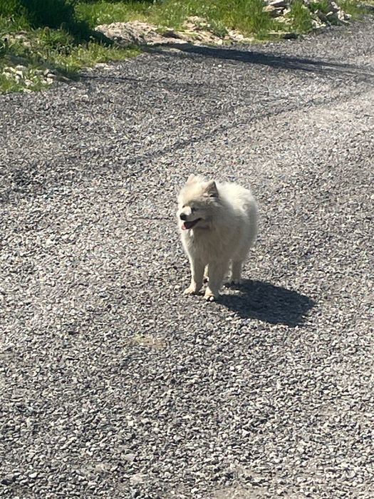 Померан на година