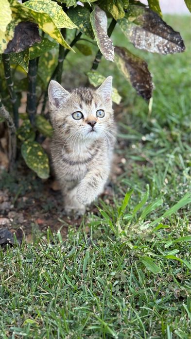 Скотиш фолд и страйт Чистокровные скотиш фолд и страйт