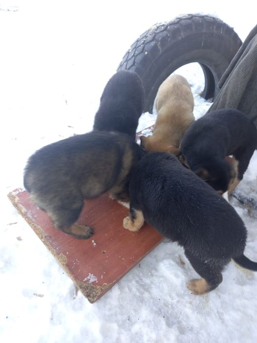 Кутятки девочки и мальчики