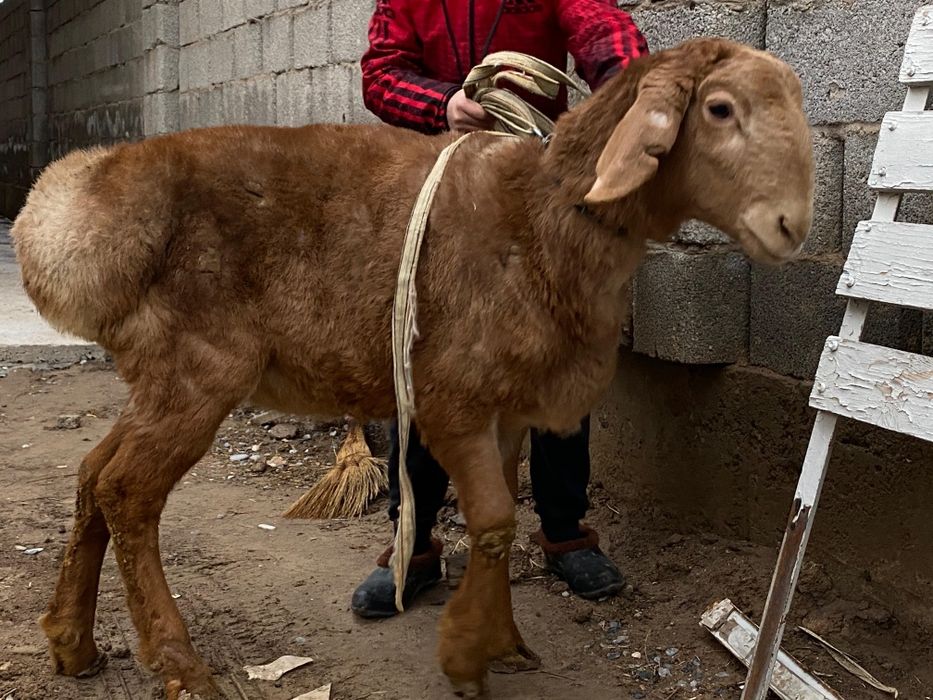 Арашан қошқар гисары қошқар сатылады