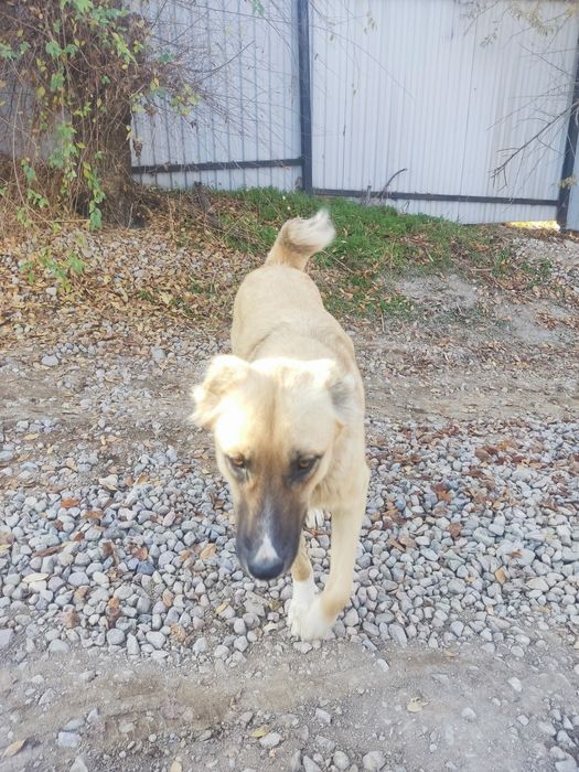 Собака породистая