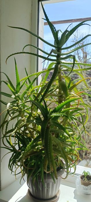 Продам столетник .