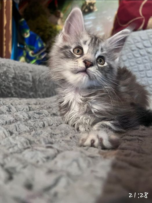 Котята Мэйн-кун шикарные!!!