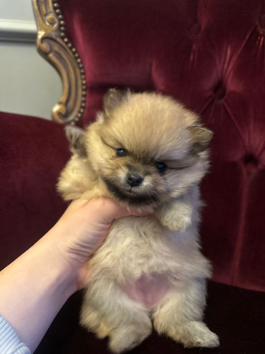 Померан XXS (Mini)