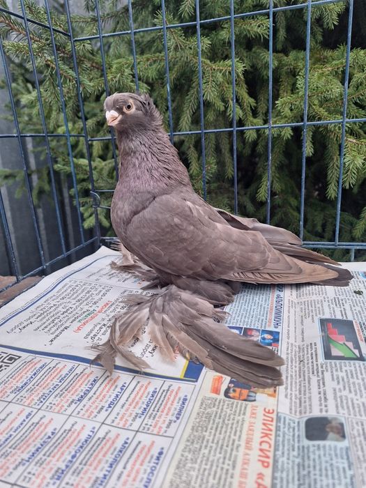 Продам голубку майлевую