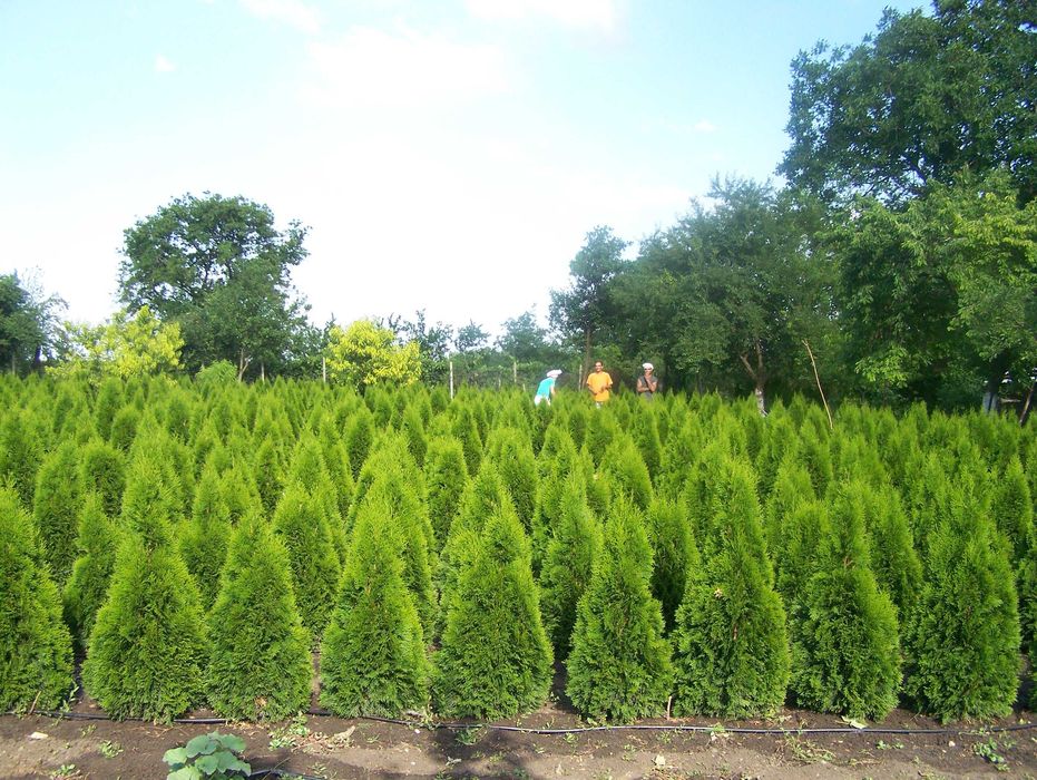 Туя смарагд 60 см