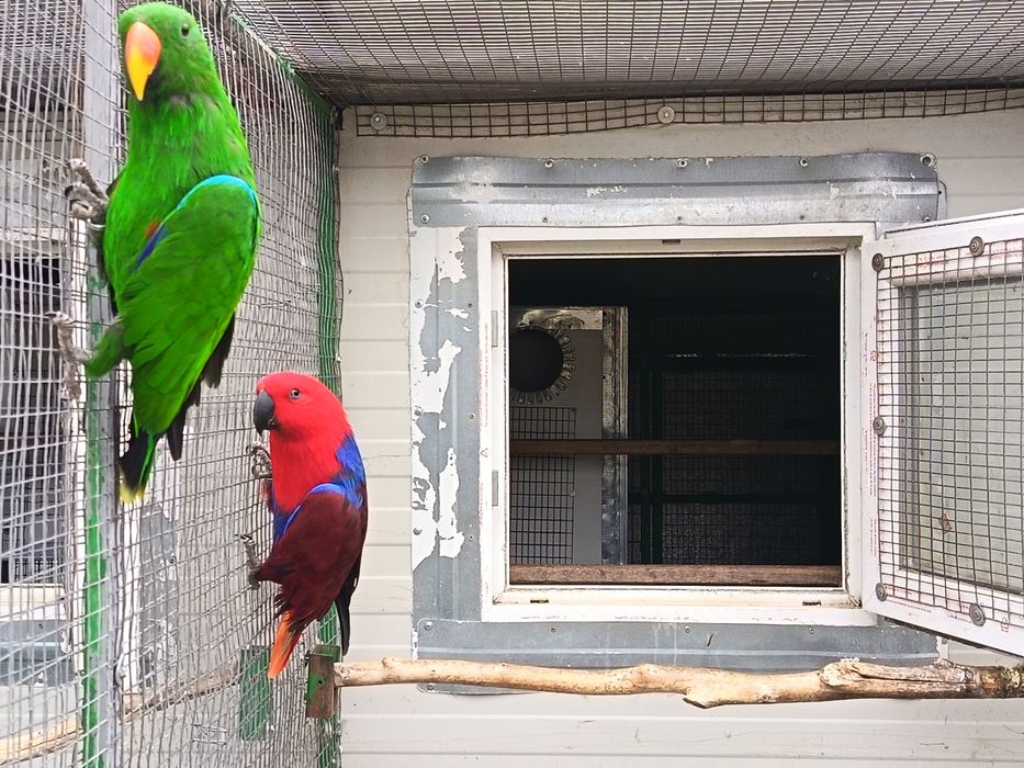 Papagali Eclectus, 3 perechi reproducatori, 2022 - 2023