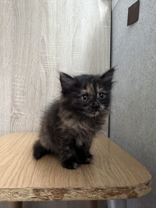 Котята даром срочно!