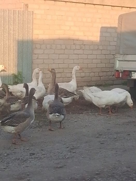 Продам гусей домашних