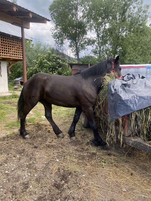 Manza de 2 ani, neagra, sanatoasa si bine dezvoltata!