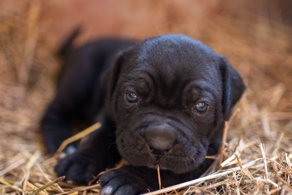 Чистокръвно канекорсо
